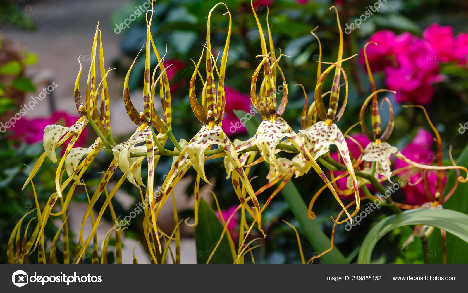 Fotos de Brassia, Imagens de Brassia sem royalties | Depositphotos