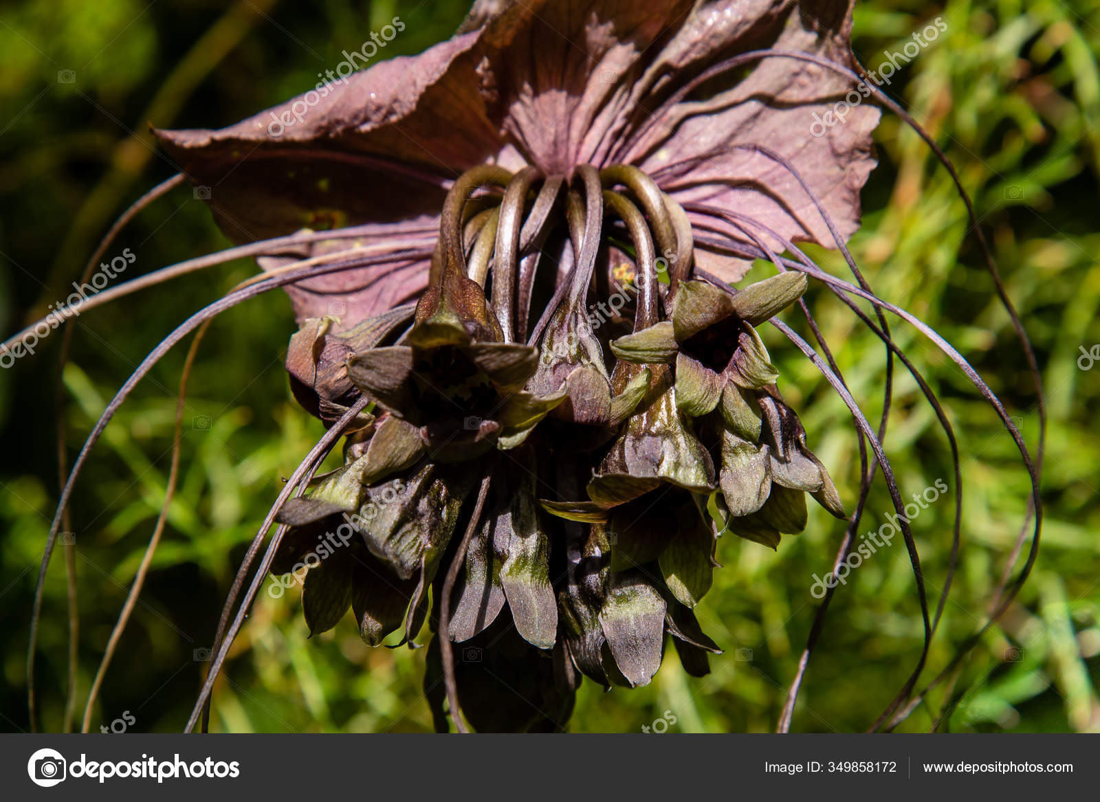 Flor de morcego preto Stock Photos, Royalty Free Flor de morcego preto  Images | Depositphotos