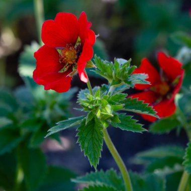 Kızıl Cinquefoil hükümdarları yaz bahçesinde kadife çiçekler. Bahçedeki şifalı bitkiler.