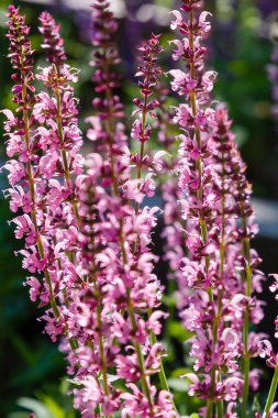 Bahçede açan güzel mor Salvia çiçekleri bulanık arka planda