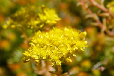 Çiçek açan yeşil Sedum sarı çiçeklerinin yakın plan görüntüsü
