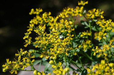 Ruta 'nın sarı çiçekleri Yaz bahçesinde mezarlıklar.