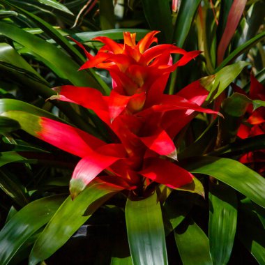 Bromelia 'nın güzel çiçeği çiçek açan bitkinin yakın çekimi