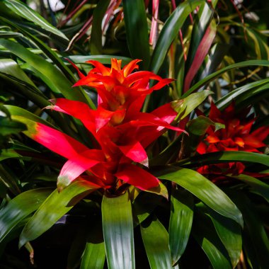 Bromelia 'nın güzel çiçeği çiçek açan bitkinin yakın çekimi