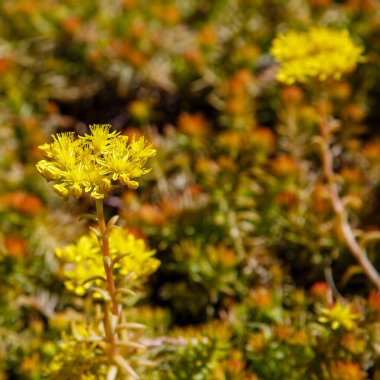 Çiçek açan yeşil Sedum sarı çiçeklerinin yakın plan görüntüsü