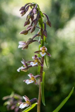 Marsh Helleborine, Epipactis Palustris. Bahçede nadir bulunan tıbbi bitkiler yetişiyor..