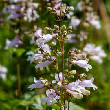 Penstemon Digitalis çiçekleri yaz bahçesinde kırmızı renkte.