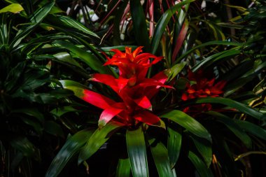 Bromelia 'nın güzel çiçeği çiçek açan bitkinin yakın çekimi