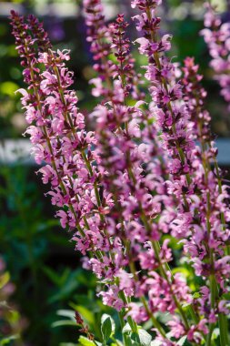 Bahçede açan güzel mor Salvia çiçekleri bulanık arka planda