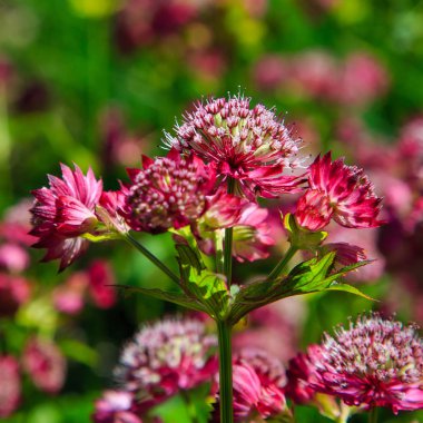 Astrantia Major Lars yaz bahçesinde. Büyük usta kırmızı çiçekli yeşil