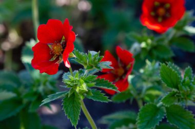 Kızıl Cinquefoil hükümdarları yaz bahçesinde kadife çiçekler. Bahçedeki şifalı bitkiler.
