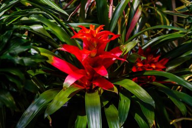 Bromelia 'nın güzel çiçeği çiçek açan bitkinin yakın çekimi