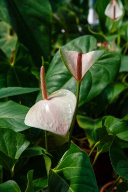 Bahçede Anthurium ya da flamingo çiçekleri açıyor