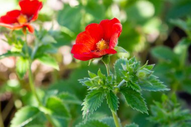 Kızıl Cinquefoil hükümdarları yaz bahçesinde kadife çiçekler. Bahçedeki şifalı bitkiler.
