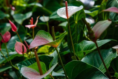 Bahçede Anthurium ya da flamingo çiçekleri açıyor