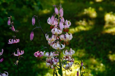 Bahçede yetişen vahşi Lilium Martagon 'un yakın görüntüsü