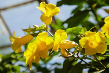 Allamanda katarcaları Bahçede açan sarı çiçekler