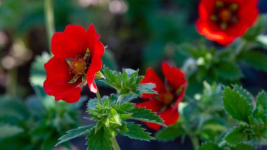 Kızıl Cinquefoil hükümdarları yaz bahçesinde kadife çiçekler. Bahçedeki şifalı bitkiler.