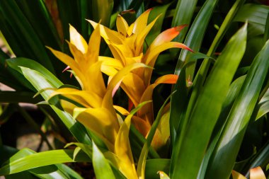 Bromelia 'nın güzel çiçeği çiçek açan bitkinin yakın çekimi