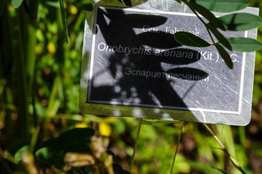 Botanik bahçesinde bitki ya da bitki başlıklı pano, onobrychis arenia