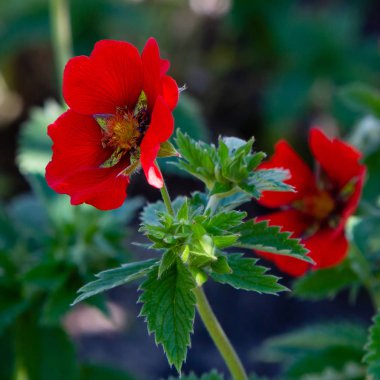 Kızıl Cinquefoil hükümdarları yaz bahçesinde kadife çiçekler. Bahçedeki şifalı bitkiler.