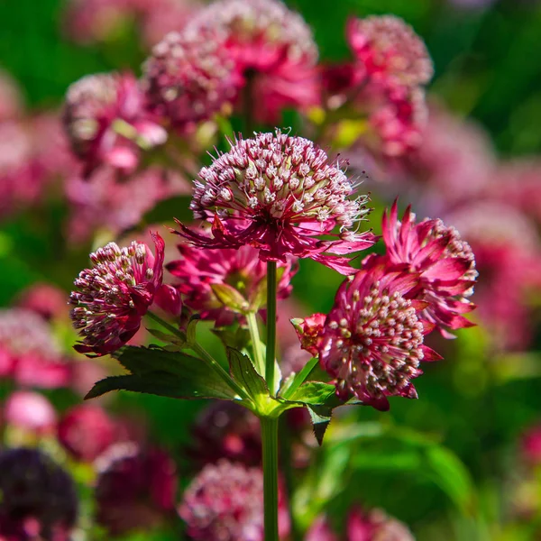 Astrantia Major Lars Summer Garden Great Masterwort Red Flowers Green — Stock Photo, Image