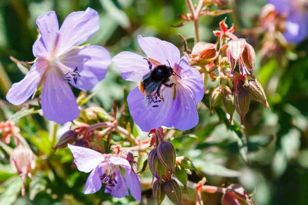 Fleurs Violettes Géranium Pratense Tri Hocus Pocus Dans Jardin Été — Photo