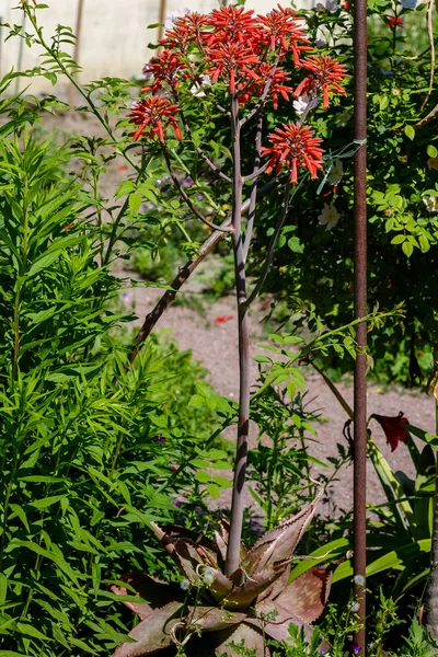 Rote Blüten Der Aloe Aristata Natürlichen Hintergrund — Stockfoto