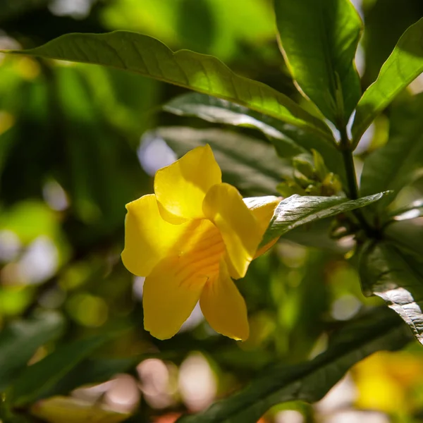 Allamanda Cathartica Yellow Flowers Blooming Garden — Stock Photo, Image