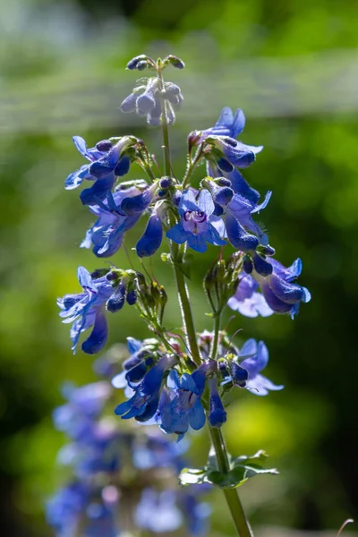 Elegans Penstemon Blå Blommor Naturen Bakgrund — Stockfoto