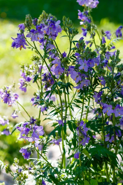 Lebah Mengumpulkan Nektar Pada Bunga Biru Polemonium — Stok Foto