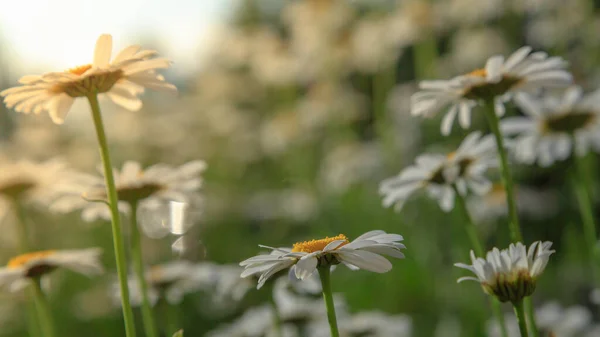 Witte Bloemen Van Madeliefje Tegen Lucht Kamille Veldzicht Van Onderen — Stockfoto