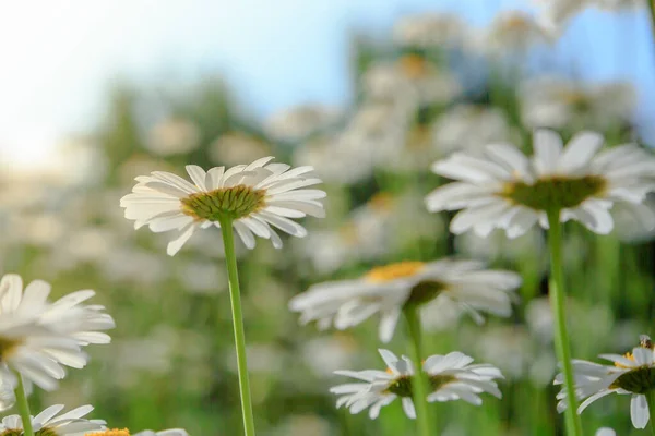 Flores Blancas Margarita Contra Cielo Campo Manzanilla Vista Desde Abajo —  Fotos de Stock