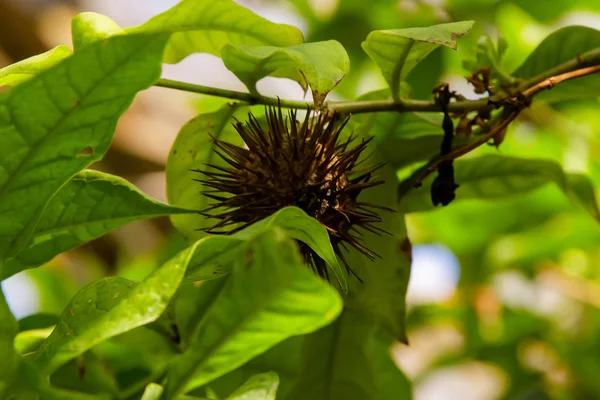 Φρούτα Από Κίτρινο Allamanda Επίσης Γνωστό Bush Allamanda — Φωτογραφία Αρχείου