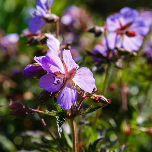 Fleurs Violettes Géranium Pratense Tri Hocus Pocus Dans Jardin Été — Photo