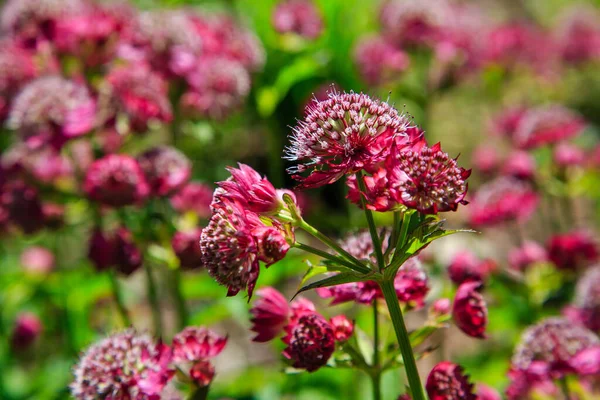 阿斯特兰蒂亚主要的拉尔斯在夏季花园 伟大的精品红花与绿色 — 图库照片