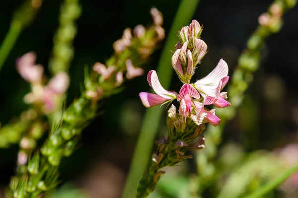 Onobrychis Arenaria Солнечный День Саду — стоковое фото