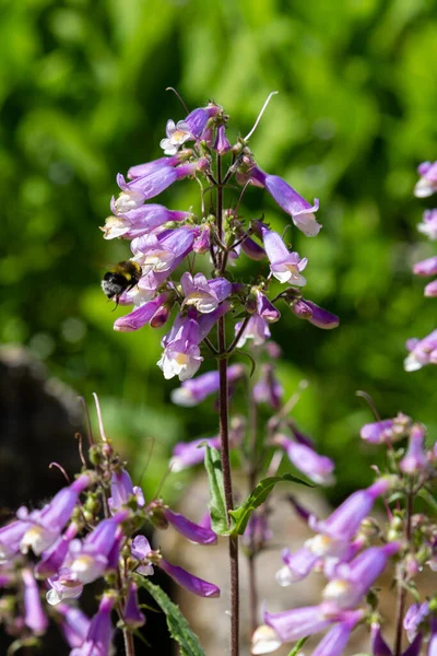 Abeja Recoge Néctar Sobre Las Flores Del Penstemon Hirsutus Flores — Foto de Stock