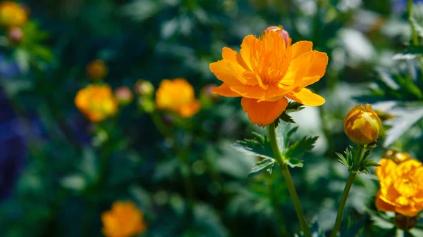 Flores Amarillas Trollius Chinensis Bunge Floreciendo Jardín Verano —  Fotos de Stock