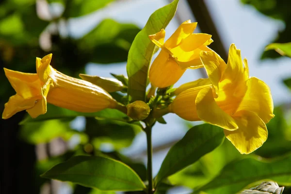 Allamanda Katarcaları Bahçede Açan Sarı Çiçekler — Stok fotoğraf