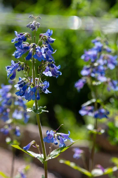 Elegancia Penstemon Flores Azules Sobre Fondo Naturaleza — Foto de Stock