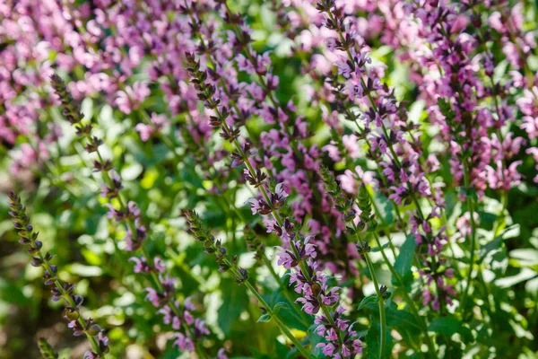 Beautiful Purple Salvia Flowers Blooming Garden Blurred Background — Stock Photo, Image