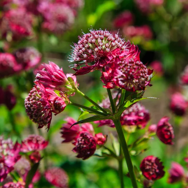 Astrantia Major Lars Summer Garden Great Masterwort Red Flowers Green — Stock Photo, Image