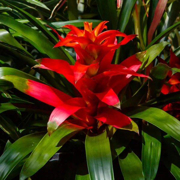 Όμορφο Λουλούδι Της Bromelia Closeup Του Ανθισμένου Φυτού — Φωτογραφία Αρχείου