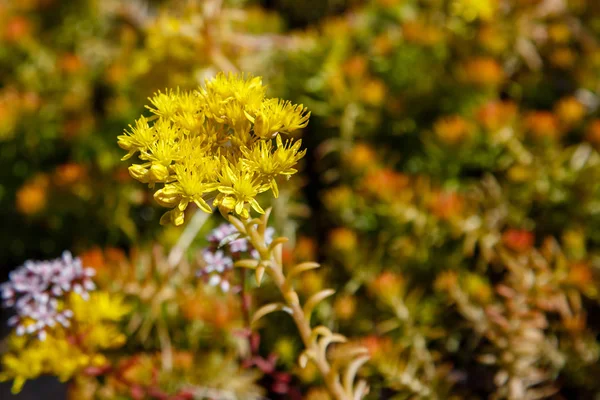 Vista Close Flores Florescendo Evergreen Sedum Amarelo — Fotografia de Stock