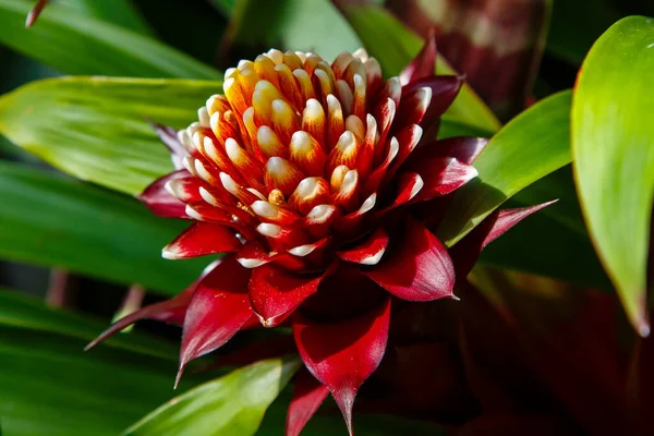 Όμορφο Λουλούδι Της Bromelia Closeup Του Ανθισμένου Φυτού — Φωτογραφία Αρχείου