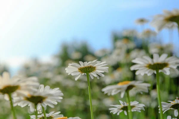 Weiße Blüten Von Gänseblümchen Himmel Kamillenfeld Blick Von Unten — Stockfoto