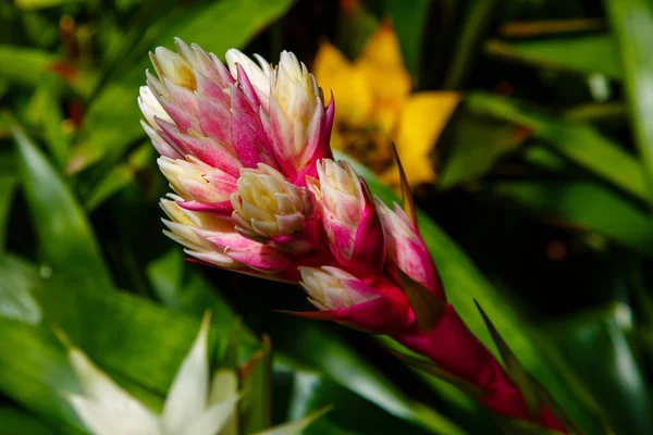 Όμορφο Λουλούδι Της Bromelia Closeup Του Ανθισμένου Φυτού — Φωτογραφία Αρχείου