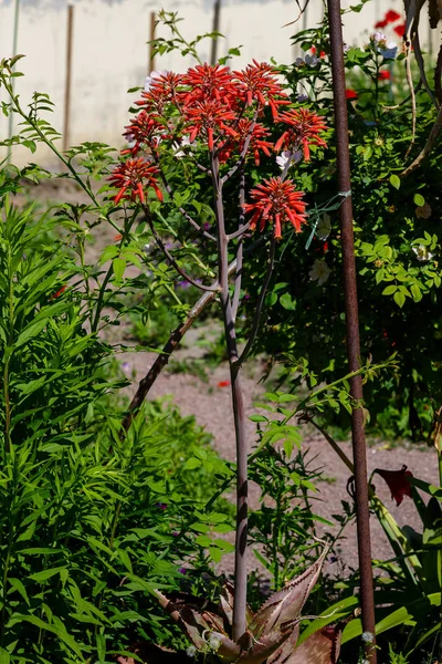 Flores Vermelhas Aloe Aristata Fundo Natural — Fotografia de Stock