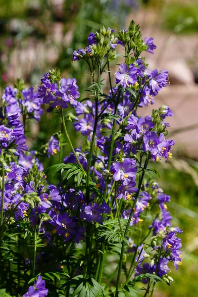 Abeja Recoge Néctar Sobre Las Flores Azules Polemonio — Foto de Stock